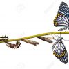 Cycle De Vie Du Papillon Mime Commun (Papilio Clytia) De La Chenille À La  Pupe Et Sa Forme Adulte, Isolé Sur Fond Blanc Avec Un Tracé De Détourage destiné Cycle De Vie D Une Chenille