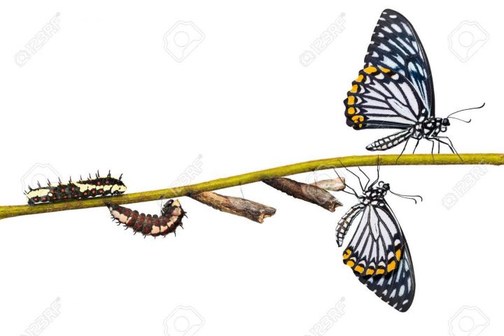 Cycle De Vie Du Papillon Mime Commun (Papilio Clytia) De La Chenille À La  Pupe Et Sa Forme Adulte, Isolé Sur Fond Blanc Avec Un Tracé De Détourage destiné Cycle De Vie D Une Chenille