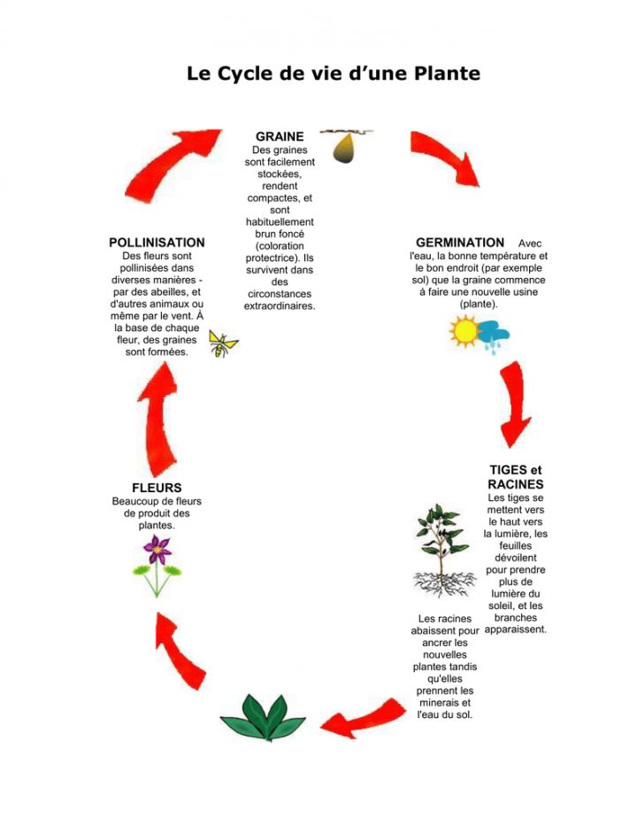 Cycle De Vie D`une Plante à Schéma D Une Fleur