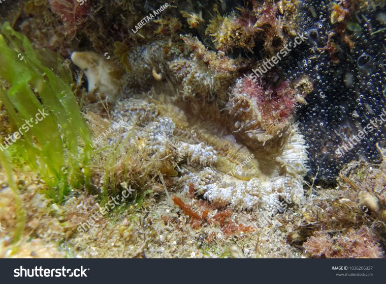 Daisy Anemone Cereus Pedunculatus France Stock Image intérieur Anémone Des Mers