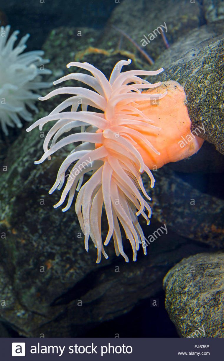 Deeplet Bolocera Tuediae (Anémone De Mer), Sur Une Pierre pour Anémone Des Mers