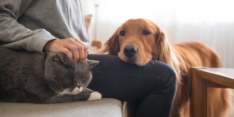 Des Congés Accordés Pour Les Propriétaires D'animaux: "une tout Sudoku Animaux À Imprimer