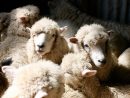 Des Moutons Mis En Quarantaine Après La Découverte D'un Cas intérieur Photo De Mouton A Imprimer