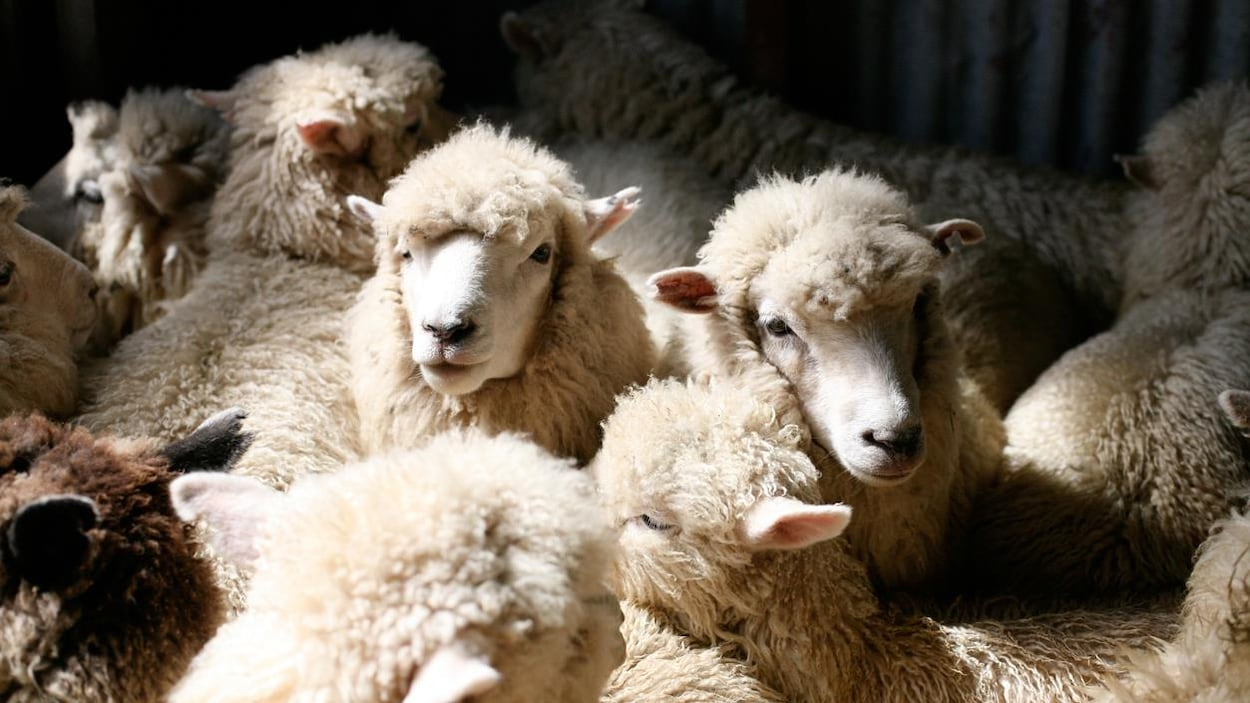 Des Moutons Mis En Quarantaine Après La Découverte D&amp;#039;un Cas intérieur Photo De Mouton A Imprimer 