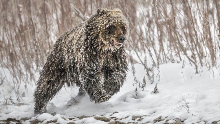 Des Ours Hivernent Plus Tard Dans Le Nord De La C.-B dedans Les Animaux Qui Hivernent