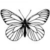 Dessin #477 - Coloriage Magnifique Papillon À Imprimer - Oh tout Papillon À Dessiner