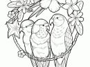 Dessin À Colorier Mandalas Polynésie, Les Oiseaux encequiconcerne Jeux De L Oiseau