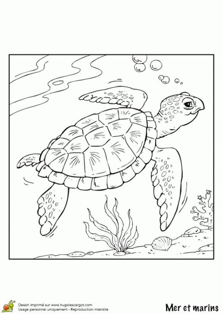 Dessin À Colorier Mer Et Marin, La Tortue tout Dessiner Une Tortue