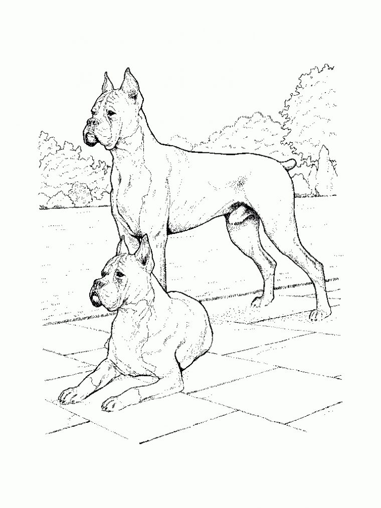 Dessin À Imprimer Du Net – Coloriage Chien destiné Animaux A Dessiner Imprimer