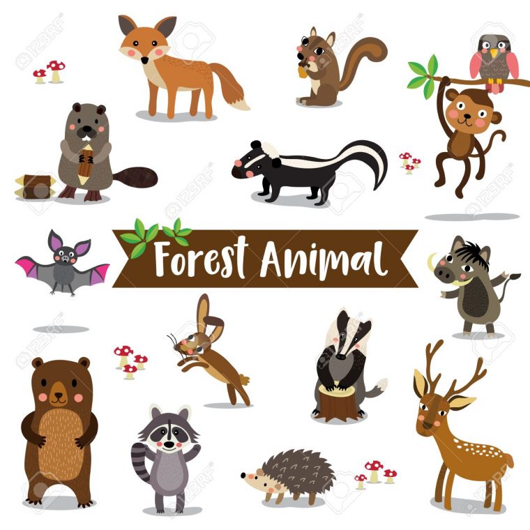 Dessin Animé Animal Forest Sur Fond Blanc. Chauve Souris. Hibou. Renard.  Cerf. Ours. Raton Laveur. Singe. Écureuil. Hérisson. Moufette. Warthog. intérieur Dessin Moufette