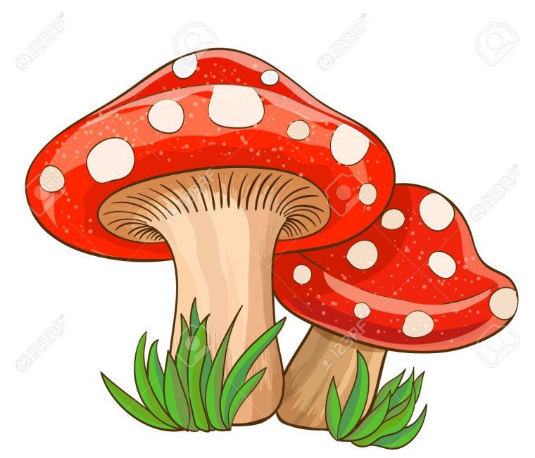 Dessin Animé Champignons Rouges Et De L'herbe Sur Blanc. Illustration  Vectorielle avec Dessiner Un Champignon