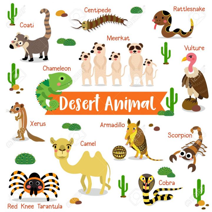 Dessin Animé Désert Animaux Sur Fond Blanc Avec Le Nom De L'animal.  Chameau. Cobra. Scorpion. U. Red Tarantula Du Genou. Caméléon. Meerkat. avec Apprendre Le Nom Des Animaux