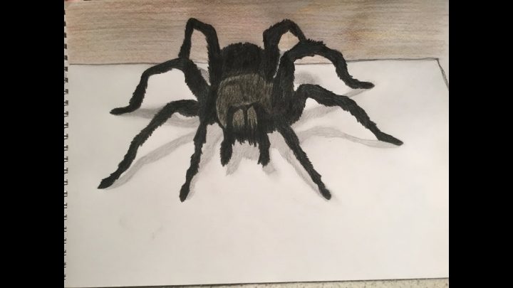 Dessin Araignée 3D intérieur Dessiner Une Araignee