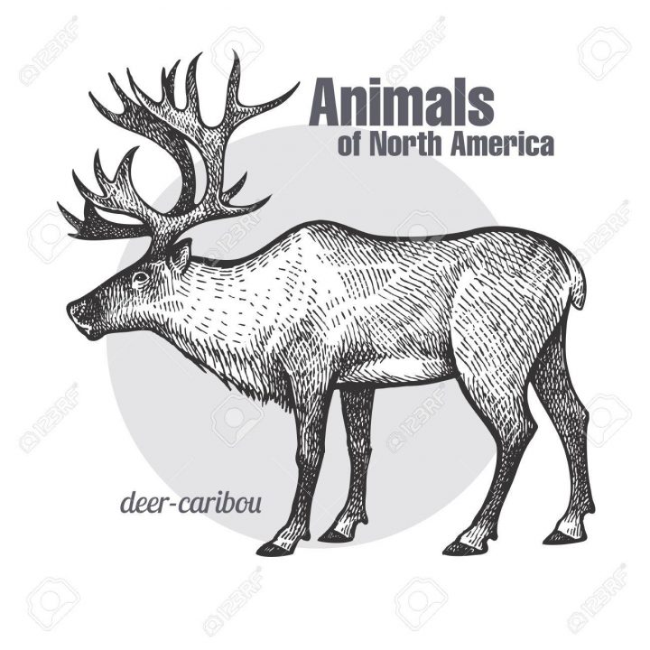 Dessin Au Caribou Des Cerfs. Série Animaux De L'amérique Du Nord. Style De  Gravure Vintage. Illustration Vectorielle Art. Noir Et Blanc. Esquisse destiné Caribou Dessin