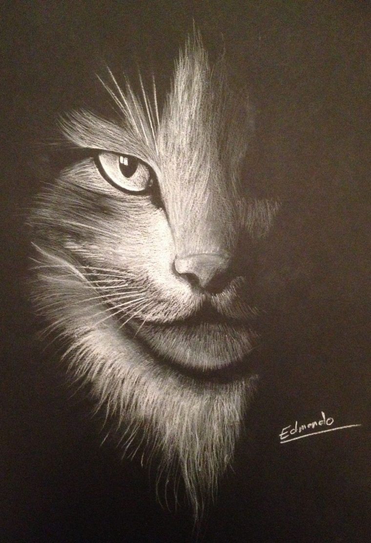 Dessin Au Crayon Blanc Sur Canson Noir | Dessin De Papier serapportantà Dessin Noir Et Blanc Animaux