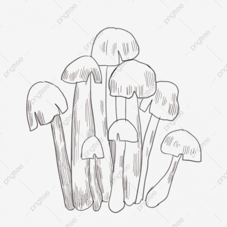 Dessin Au Trait De Champignon De Jade Blanc Champignon De intérieur Dessiner Un Champignon