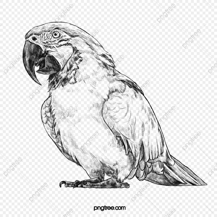 Dessin Au Trait Noir Et Blanc Croquis Oiseau Oiseau Tropical dedans Dessin Noir Et Blanc Animaux