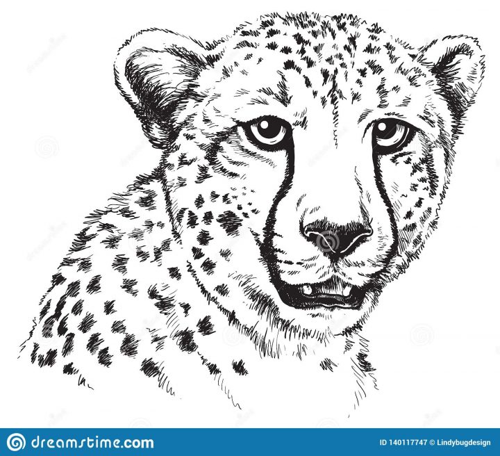 Dessin Au Trait Noir Et Blanc Du Visage D'un Guépard avec Guépard Dessin