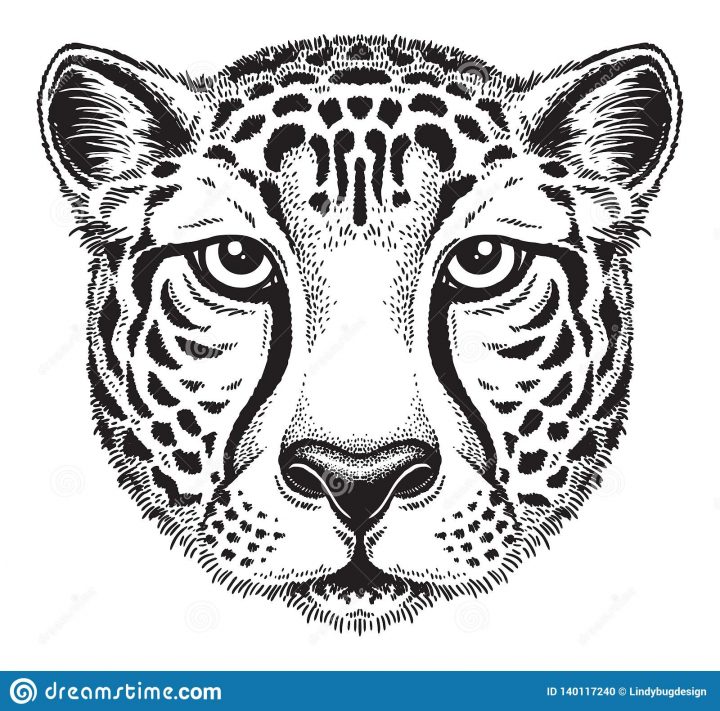 Dessin Au Trait Noir Et Blanc Du Visage D'un Guépard concernant Guépard Dessin