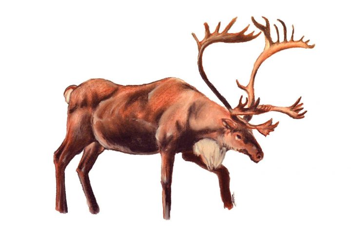 Dessin Caribou encequiconcerne Caribou Dessin