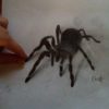 Dessin D'araignée Réaliste ! – Taillez Vos Mines serapportantà Dessiner Une Araignee