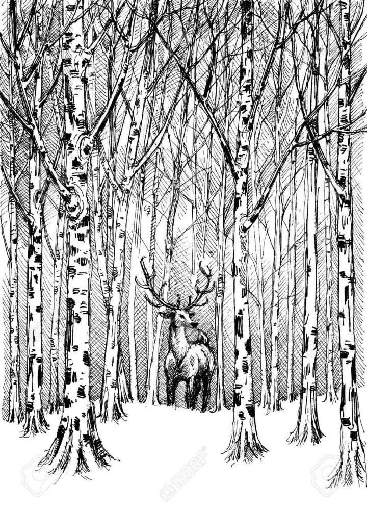 Dessin De Carbone De La Faune. Cerf Dans La Forêt D'hiver avec Dessin De Foret