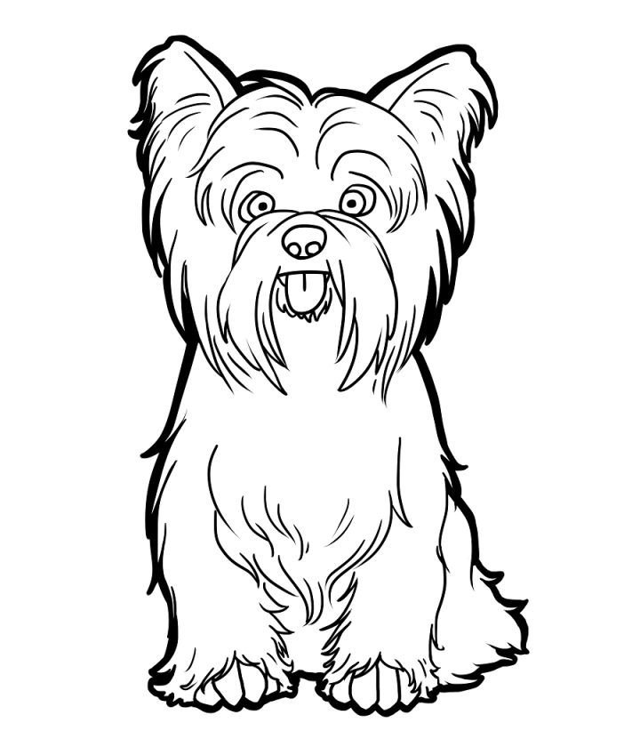 Dessin De Yorkshire A Colorier – Recherche Google | Dessin intérieur Coloriage De Chiot A Imprimer