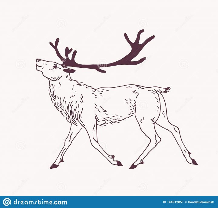 Dessin D'ensemble Des Cerfs Communs, Du Renne, Du Cerf Ou Du dedans Caribou Dessin