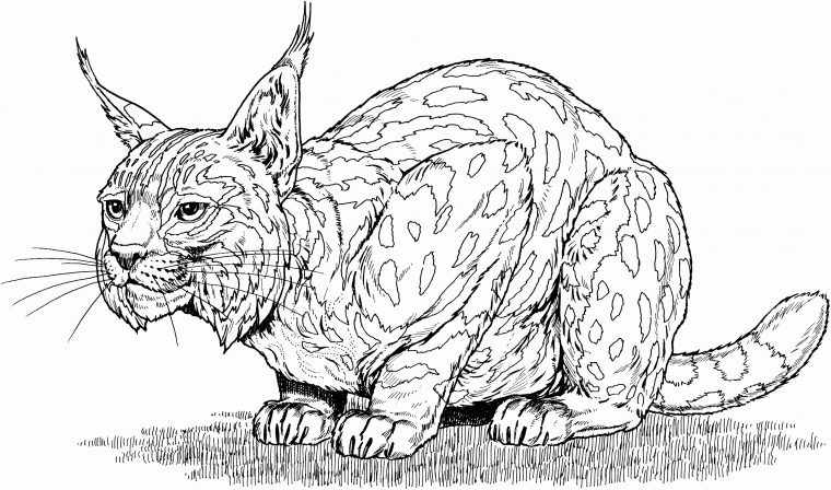 Dessin Lynx Parclipart Library – Coloriage Animaux A encequiconcerne Animaux A Dessiner Imprimer