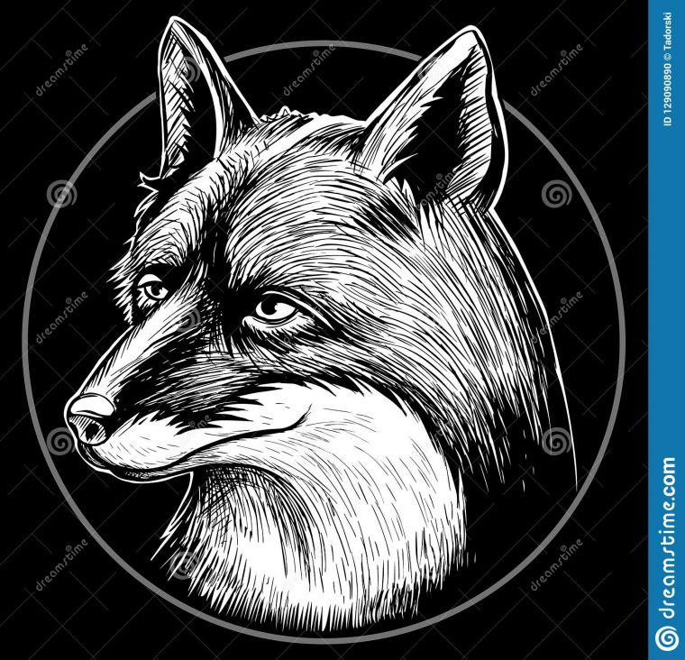 Dessin Noir Et Blanc D'animal De Renard, Vecteur Principal concernant Dessin Noir Et Blanc Animaux