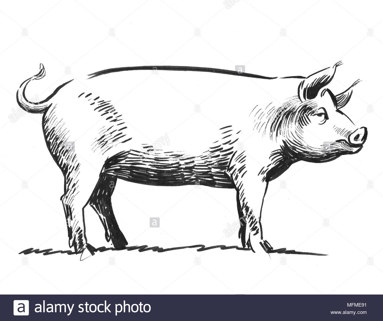 Dessin Noir Et Blanc D'encre D'un Cochon Animal Banque D intérieur Dessin Noir Et Blanc Animaux
