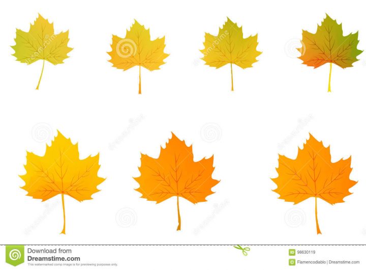 Dessin Réglé Coloré De Vecteur De Feuille D'érable D'automne concernant Dessin De Feuille D Automne