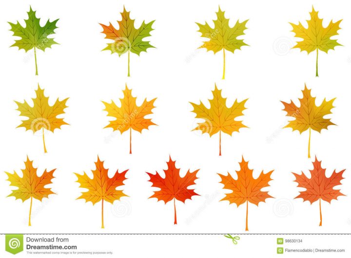 Dessin Réglé Coloré De Vecteur De Feuille D'érable D'automne serapportantà Dessin De Feuille D Automne