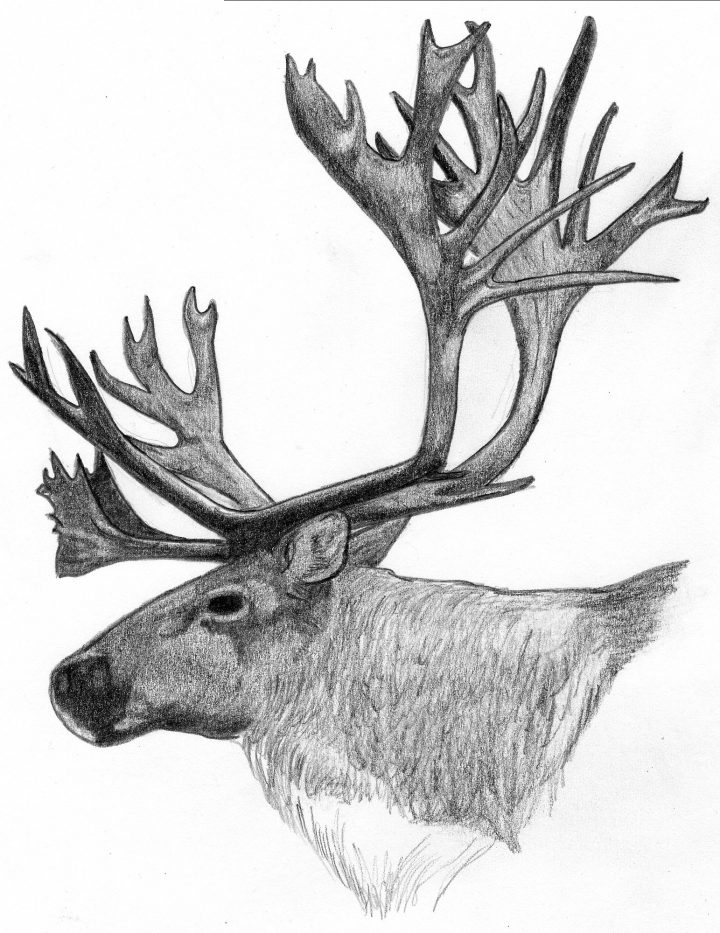 Dessins Gratuits À Colorier – Coloriage Caribou À Imprimer serapportantà Caribou Dessin