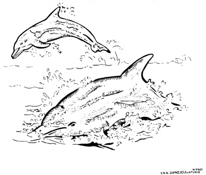 Dessins Gratuits À Colorier – Coloriage Dauphin À Imprimer pour Dessin De Dauphin À Colorier