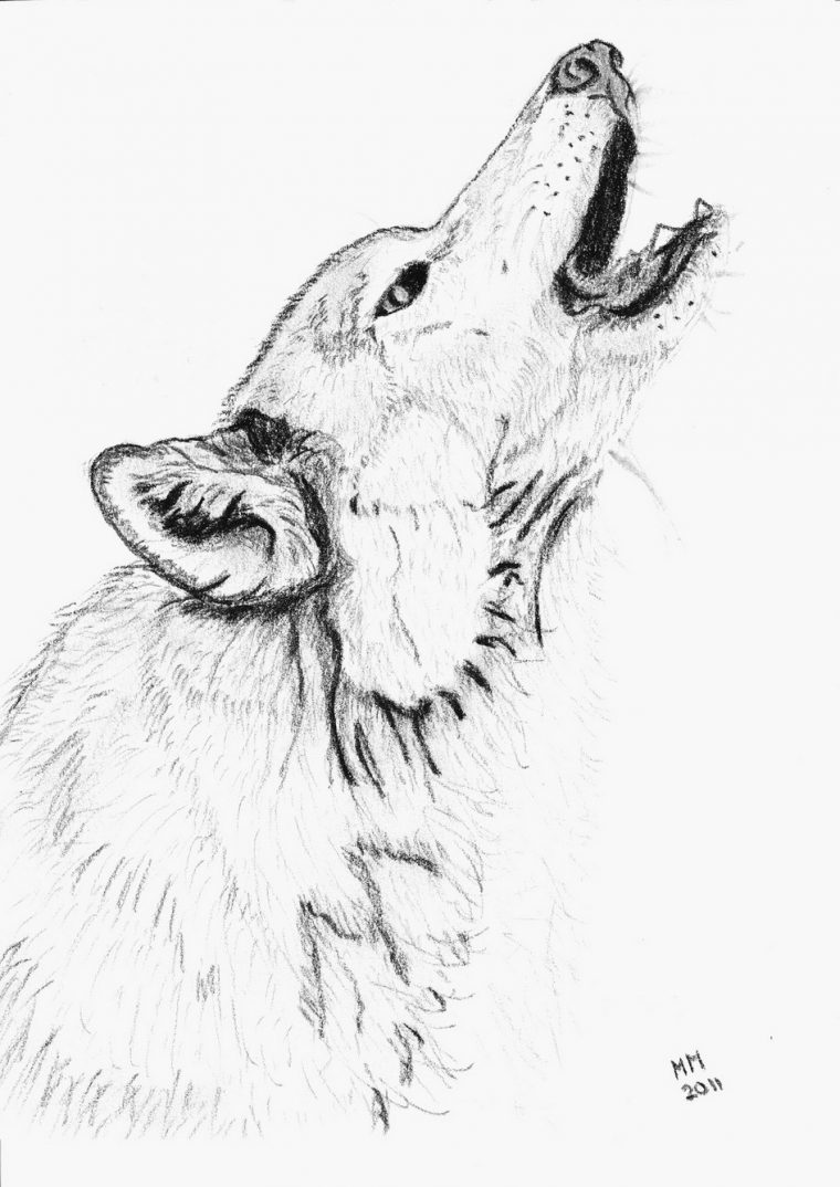 Dessins Gratuits À Colorier – Coloriage Loup À Imprimer intérieur Masque De Loup À Imprimer