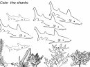 Dessins Gratuits À Colorier - Coloriage Requin À Imprimer dedans Dessin De Requin À Imprimer