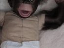 Détails Sur Enraciné Reborn, Brown Eyed Cici Singe Singe Chimpanzé Bébé  Gorille &amp; Cadeau Gratuit Sac.!- Afficher Le Titre D'origine tout Jeux De Gorille Gratuit