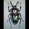 Draw A Realistic Beetle destiné Dessin Scarabée