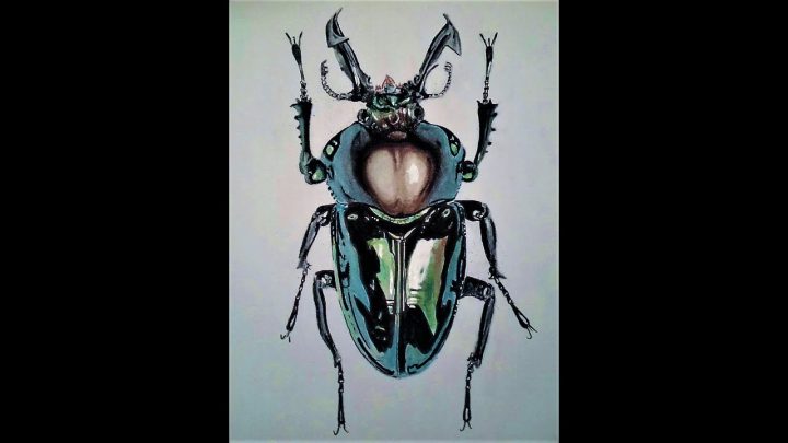 Draw A Realistic Beetle destiné Dessin Scarabée