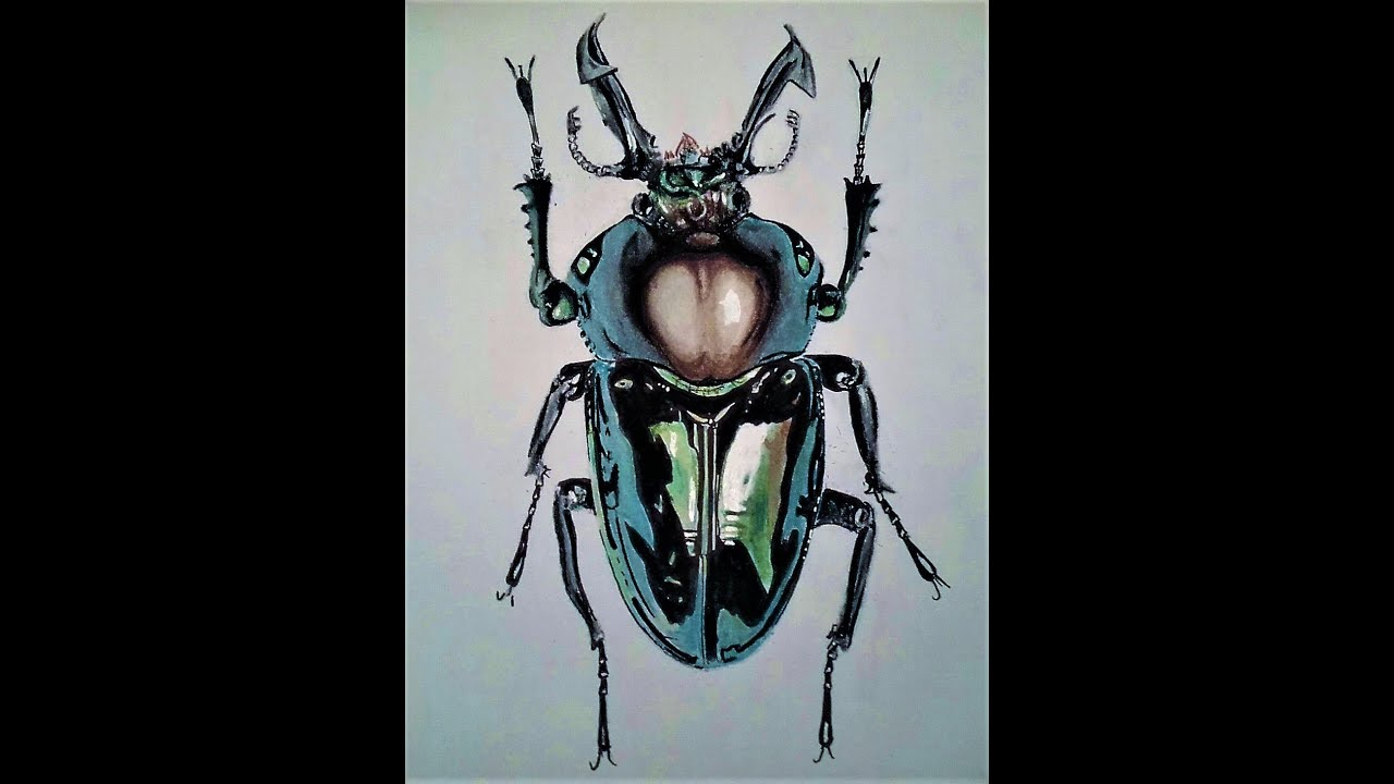 Draw A Realistic Beetle destiné Dessin Scarabée