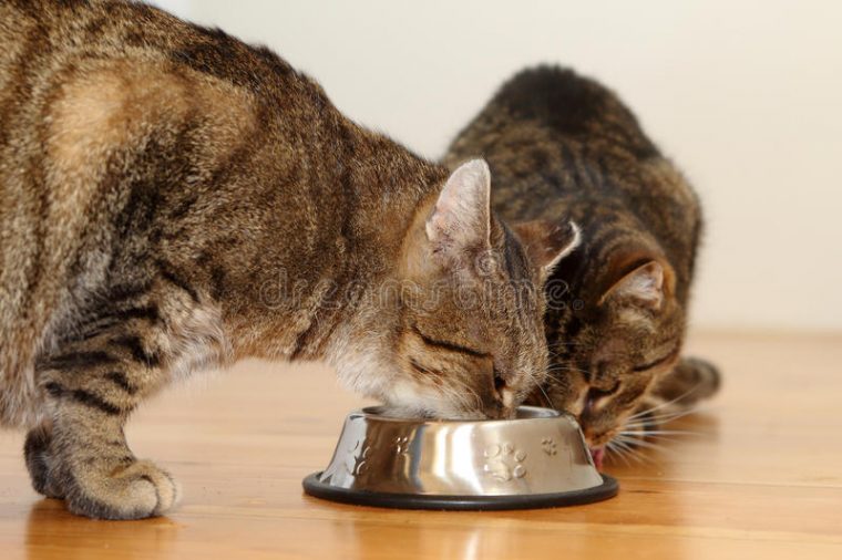 katzen klauen essen