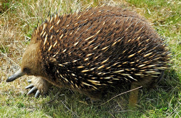 Échidné À Nez Court — Wikipédia tout Animaux Qui Pondent Des Oeufs