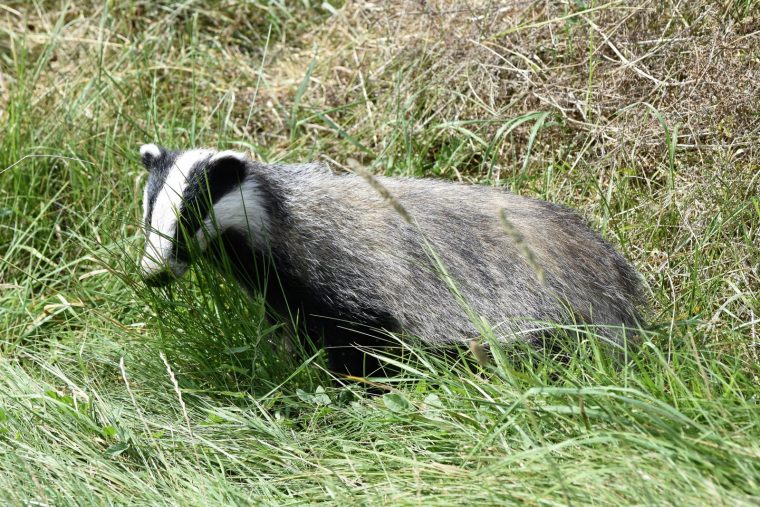 Edition Besançon | Le Blaireau Hiverne, La Marmotte Hiberne tout Les Animaux Qui Hivernent