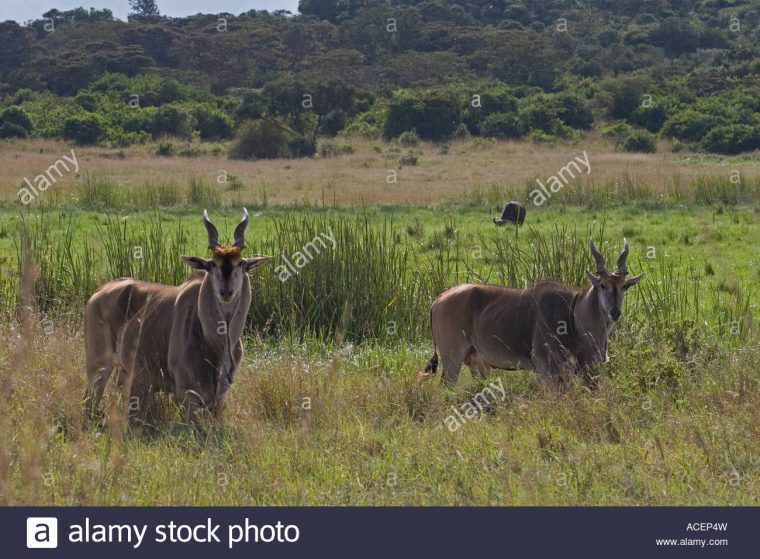 Éland Du Cap Avec Le Buffle D'eau Dans La Distance En Savane pour Jeux De Savane