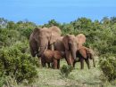 Eléphant De Forêt D'afrique – Tous Les Animaux à Les Animaux De L Afrique