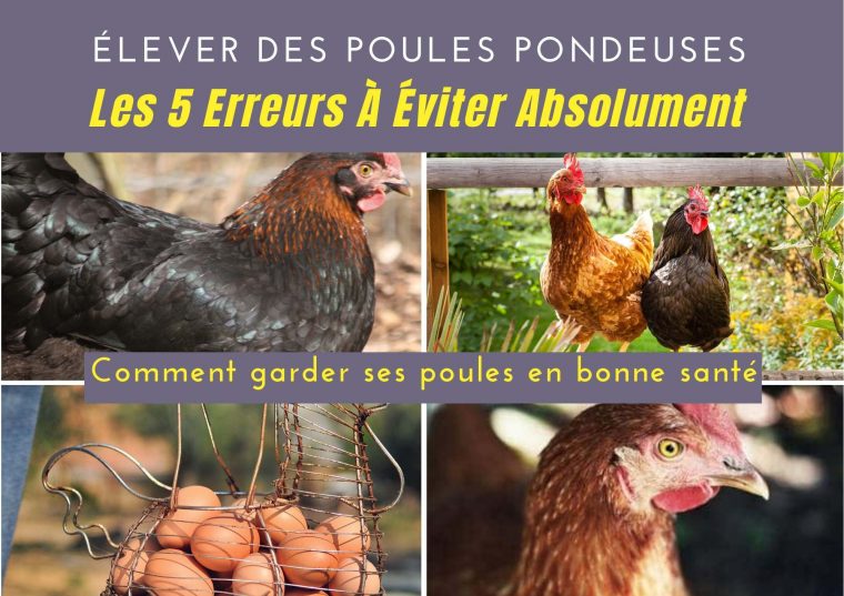 Élever Des Poules Pondeuses : Les 5 Erreurs À Éviter Absolument dedans Jeux Des Erreurs Gratuit