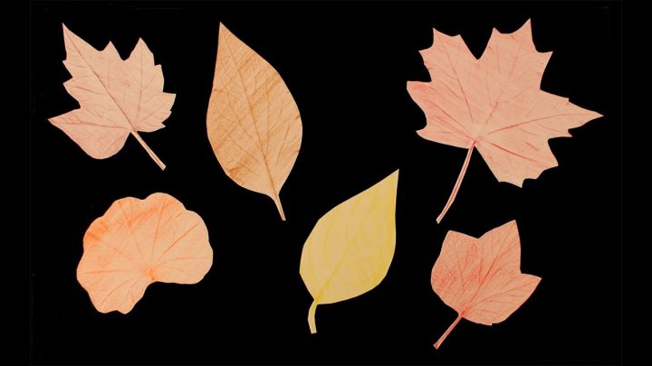 Empreintes De Feuilles: Bricolage D'automne encequiconcerne Dessin De Feuille D Automne