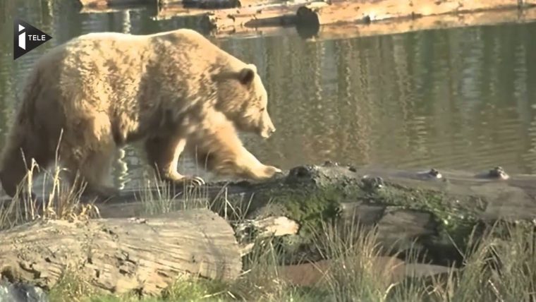 En Moselle, Les Ours N'hivernent Plus À Cause Des Températures Douces encequiconcerne Les Animaux Qui Hivernent