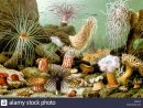 English: Various Examples Of Sea Anemones (1893 Print avec Anémone Des Mers